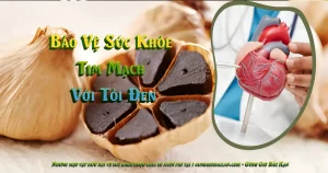 5 Bí Mật Giúp Bảo Vệ Sức Khỏe Tim Mạch Với Tỏi Đen - gunggiobackan- gừng gió bắc kạn