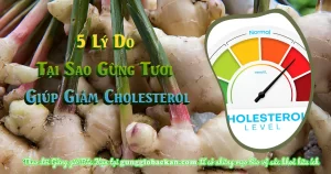 5 Lý Do Tại Sao Gừng Tươi Giúp Giảm Cholesterol-gunggiobackan- gừng gió bắc kạn