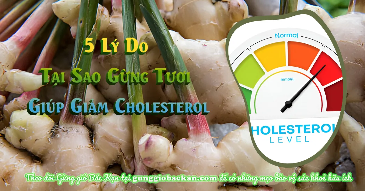 5 Lý Do Tại Sao Gừng Tươi Giúp Giảm Cholesterol-gunggiobackan- gừng gió bắc kạn