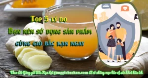 top 5 lý do sử dụng gừng gió bắc kạn ngay hôm nay - gunggiobackan